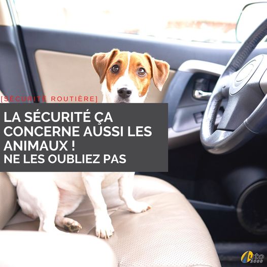 [Sécurité Routière]

 Voyager avec son animal  :

…